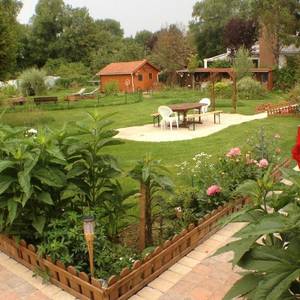 Photo de Les grenouilles vertes