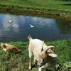 la mare et les animaux -  Chambre d’hôte La Ginelais (Pays de la Loire, Mayenne)