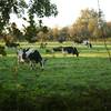 Troupeau de vaches laitières de la race Frisonne -   Camping de la Ferme Arc en ciel (Pays de la Loire, Mayenne)