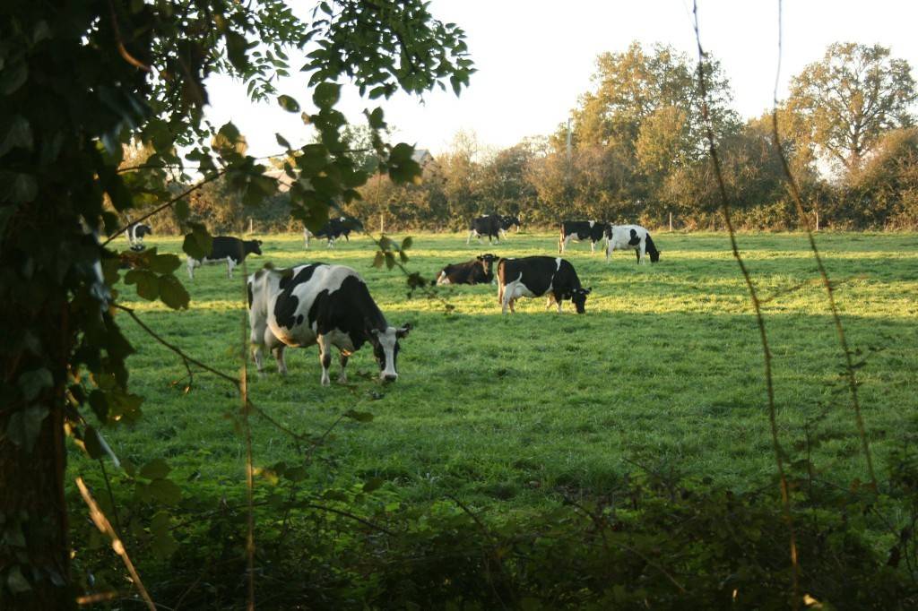 Troupeau de vaches laitières de la race Frisonne - Hébergement touristique Pays de la Loire Mayenne Camping de la Ferme Arc en ciel