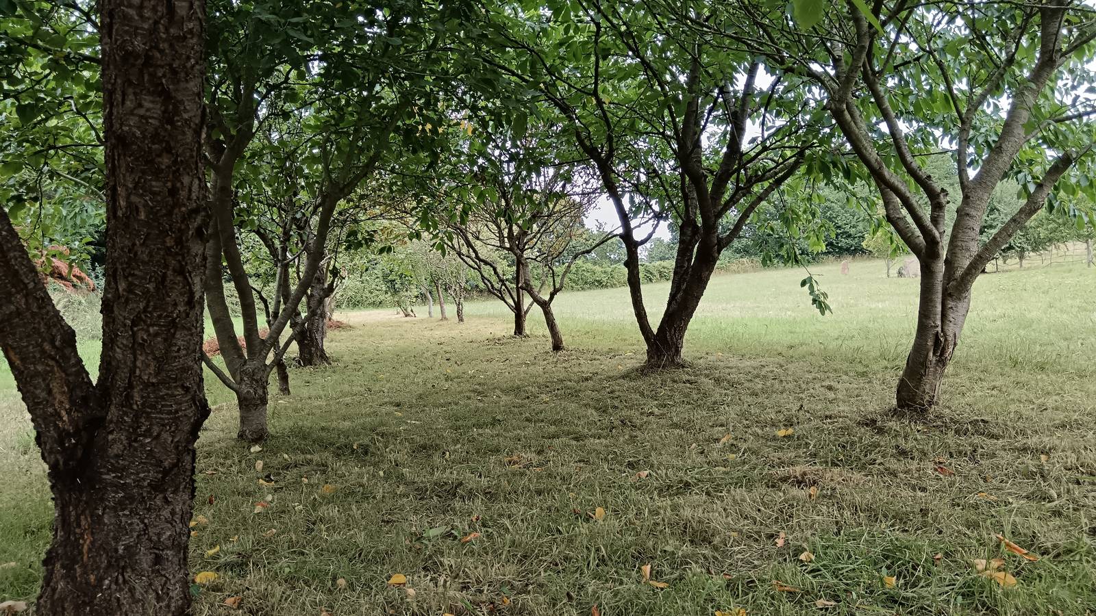 camping dans le ver - Hébergement touristique Bretagne Côtes-d'Armor Camping à la ferme
