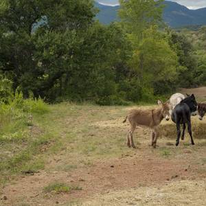 Photo de camping