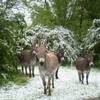 Nos amis les ânes -  Camping Aire Naturelle de Pommerol (Auvergne-Rhône-Alpes, Drôme)