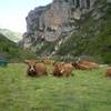 Nos vaches Aubrac -  Camping Aire Naturelle de Pommerol (Auvergne-Rhône-Alpes, Drôme)