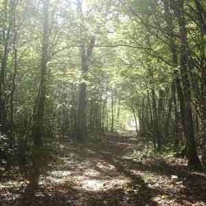 Photo de Les Châtaigniers, mode camping
