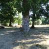 L'airial -  Camping Emplacement tentes/vans (Nouvelle-Aquitaine, Gironde)