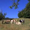 les vaches du paysan voisin avec en fond le poulailler  -   Le P'tit Camping à la ferme (Auvergne-Rhône-Alpes, Savoie)
