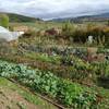 Le potager nourricier de notre Table -  Table or inn La Table de Vailhac (Auvergne-Rhône-Alpes, Haute-Loire)