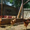 Elevage de poulets -  Table or inn Ferme auberge de Langel (Occitanie, Aude)