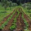 Culture intercalaire dans l'oliveraie -  Table or inn Ferme auberge de Langel (Occitanie, Aude)