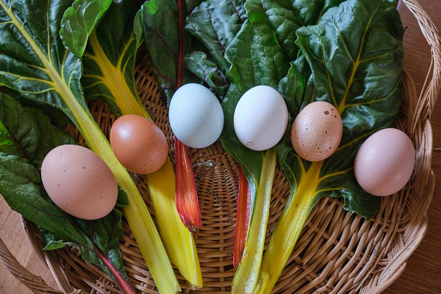 les oeufs de nos cocottes - Activity Occitanie Aveyron Yanini's table.
