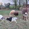 âne, moutons et chèvres -  Séjour d’enfants Un brin de campagne (Normandie, Calvados)