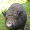 Nez-rose la star de Berthelon -  Children's stay Fabienne Harel (Bretagne, Ille-et-Vilaine)