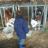 un bonjour aux petits veaux -  Children's stay Fabienne Harel (Bretagne, Ille-et-Vilaine)