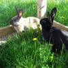lapins au vert... -  Séjour d’enfants Les Cabris (Auvergne-Rhône-Alpes, Drôme)
