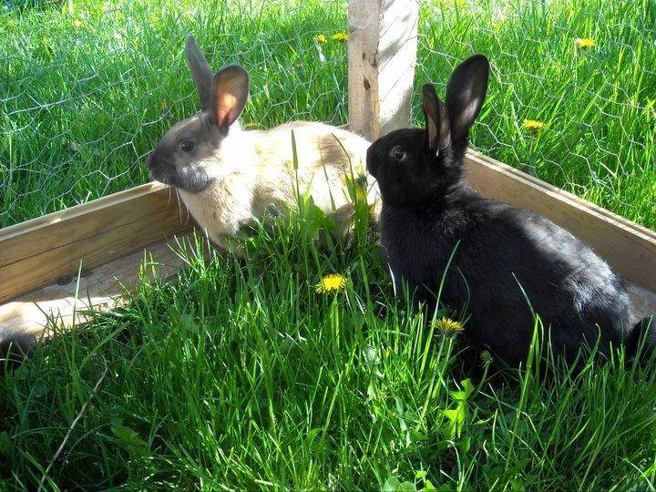 lapins au vert... - Activité Auvergne-Rhône-Alpes Drôme Les Cabris