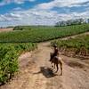 Séjour d’enfants Ferme Equestre de Lupiac (Occitanie, Gers)