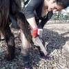 parage au naturel (entretien des pieds de l'âne) -  Séjour d’enfants asinerie d'en manaou (Occitanie, Haute-Garonne)
