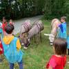  Activité éducative A la découverte de l'âne (Pays de la Loire, Loire-Atlantique)