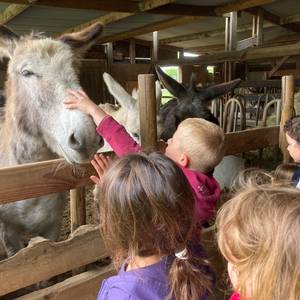Photo de A la découverte de l'âne