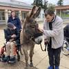  Activité éducative A la découverte de l'âne (Pays de la Loire, Loire-Atlantique)