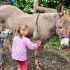 Activité éducative A la découverte de l'âne (Pays de la Loire, Loire-Atlantique)
