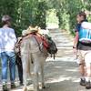  Activité éducative A la découverte de l'âne (Pays de la Loire, Loire-Atlantique)