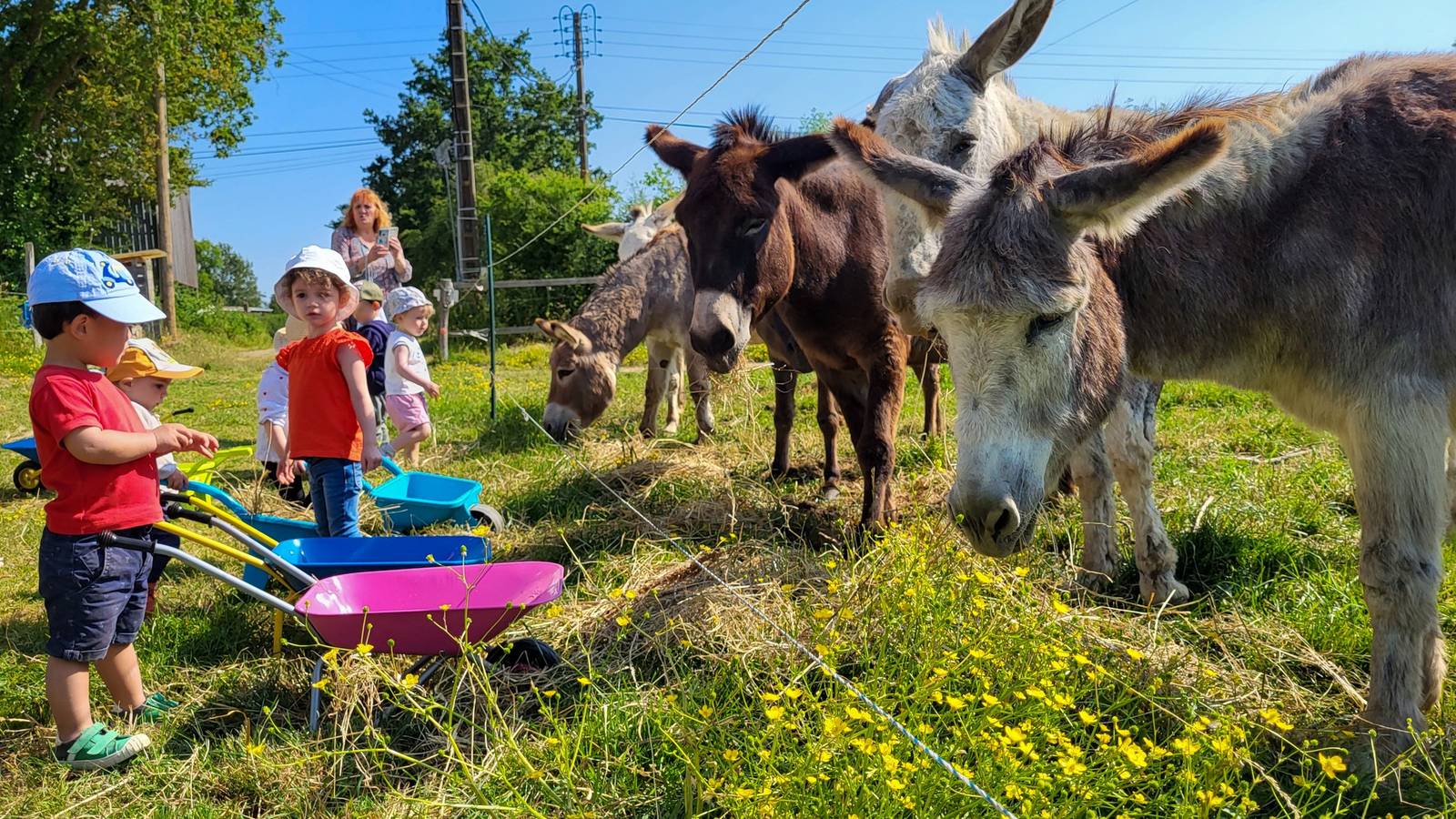 Activité Pays de la Loire Loire-Atlantique rencontre avec les animaux de la ferme
