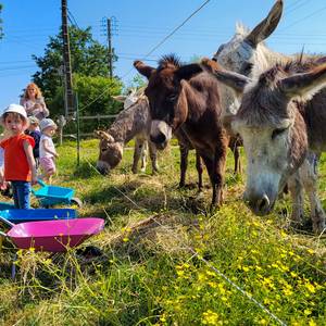 Photo de rencontre avec les animaux de la ferme
