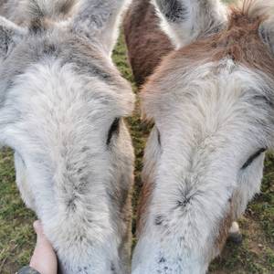 Photo of Au Coeur des Ânes