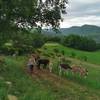  Educational activity Au Coeur des Ânes (Occitanie, Aude)