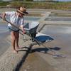 Récolte de la fleur de sel -  Activité éducative Visite de saline (Pays de la Loire, Loire-Atlantique)