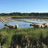 La saline en été -  Activité éducative Visite de saline (Pays de la Loire, Loire-Atlantique)