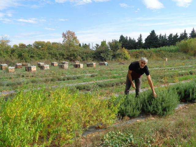 Activité éducative Provence-Alpes-Côte d’Azur Bouches-du-Rhône Atelier de découverte des plantes aromatiques de la ferme