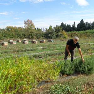 Photo de Atelier de découverte des plantes aromatiques de la ferme