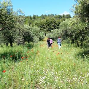 Photo de Visites de vergers d'oliviers et/ou atelier tapenade