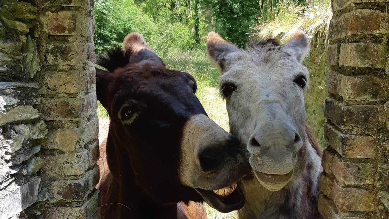Activité Pays de la Loire Loire-Atlantique les ânes du biaù chemin - balade