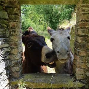 Photo de les ânes du biaù chemin - balade