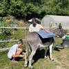  Activité éducative ZigZ'Ânes - Randonnées accompagnées avec un âne -  ateliers pour les petits (Auvergne-Rhône-Alpes, Puy-de-Dôme)