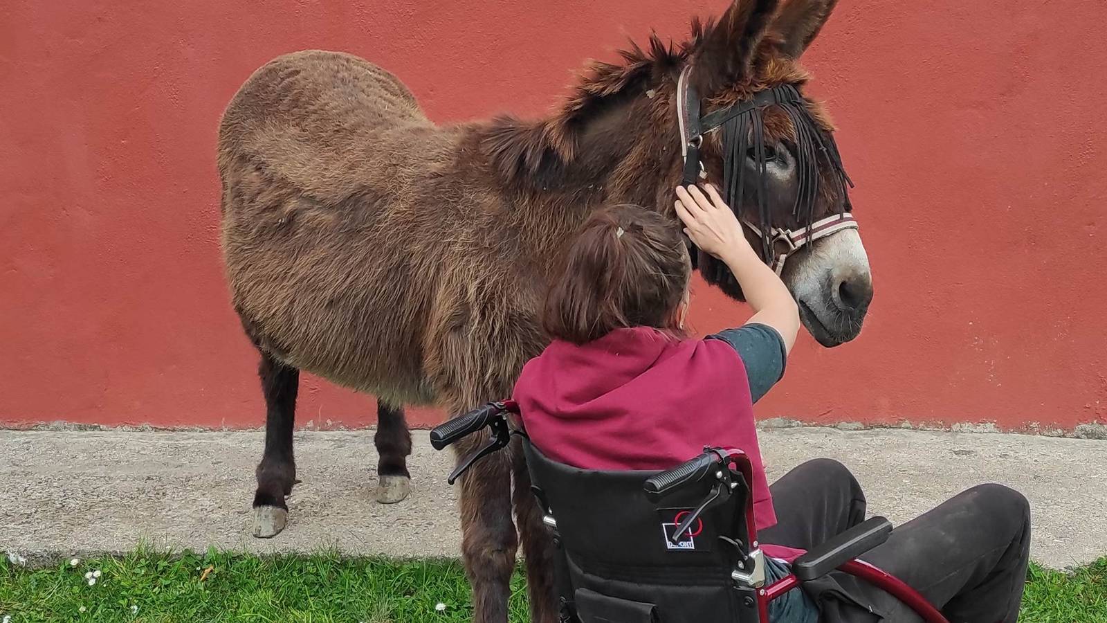  Activité Auvergne-Rhône-Alpes Puy-de-Dôme ZigZ'Ânes - Médiation asine