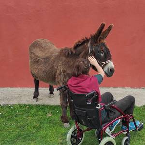 Photo de ZigZ'Ânes - Médiation asine