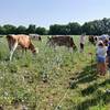 Découverte des vaches dans la prairie -  Activité éducative FERME SAINT-HUBERT (Pays de la Loire, Loire-Atlantique)