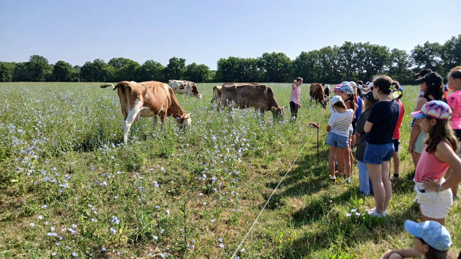 Découverte des vaches dans la prairie - Activité Pays de la Loire Loire-Atlantique FERME SAINT-HUBERT