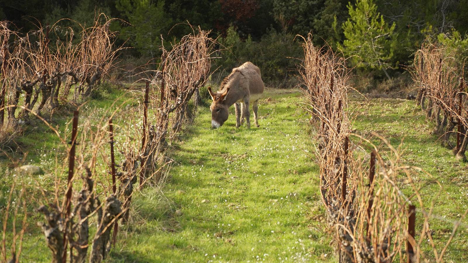  Activité Occitanie Aude Atelier Vigne & Vin