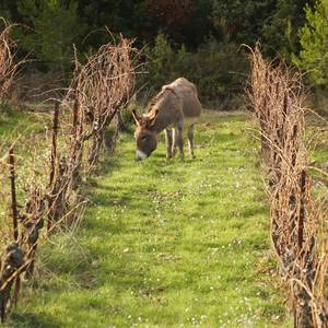 Photo de Atelier Vigne & Vin