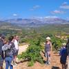  Educational activity Vineyard and olive-tree discovery walk Agly Valley (Occitanie, Pyrénées-Orientales)
