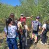  Educational activity Vineyard and olive-tree discovery walk Agly Valley (Occitanie, Pyrénées-Orientales)