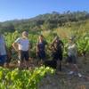  Educational activity Vineyard and olive-tree discovery walk Agly Valley (Occitanie, Pyrénées-Orientales)