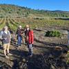  Educational activity Vineyard and olive-tree discovery walk Agly Valley (Occitanie, Pyrénées-Orientales)