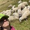 les brebis Rava -  Activité éducative Animations pour petits et grands (Auvergne-Rhône-Alpes, Haute-Loire)